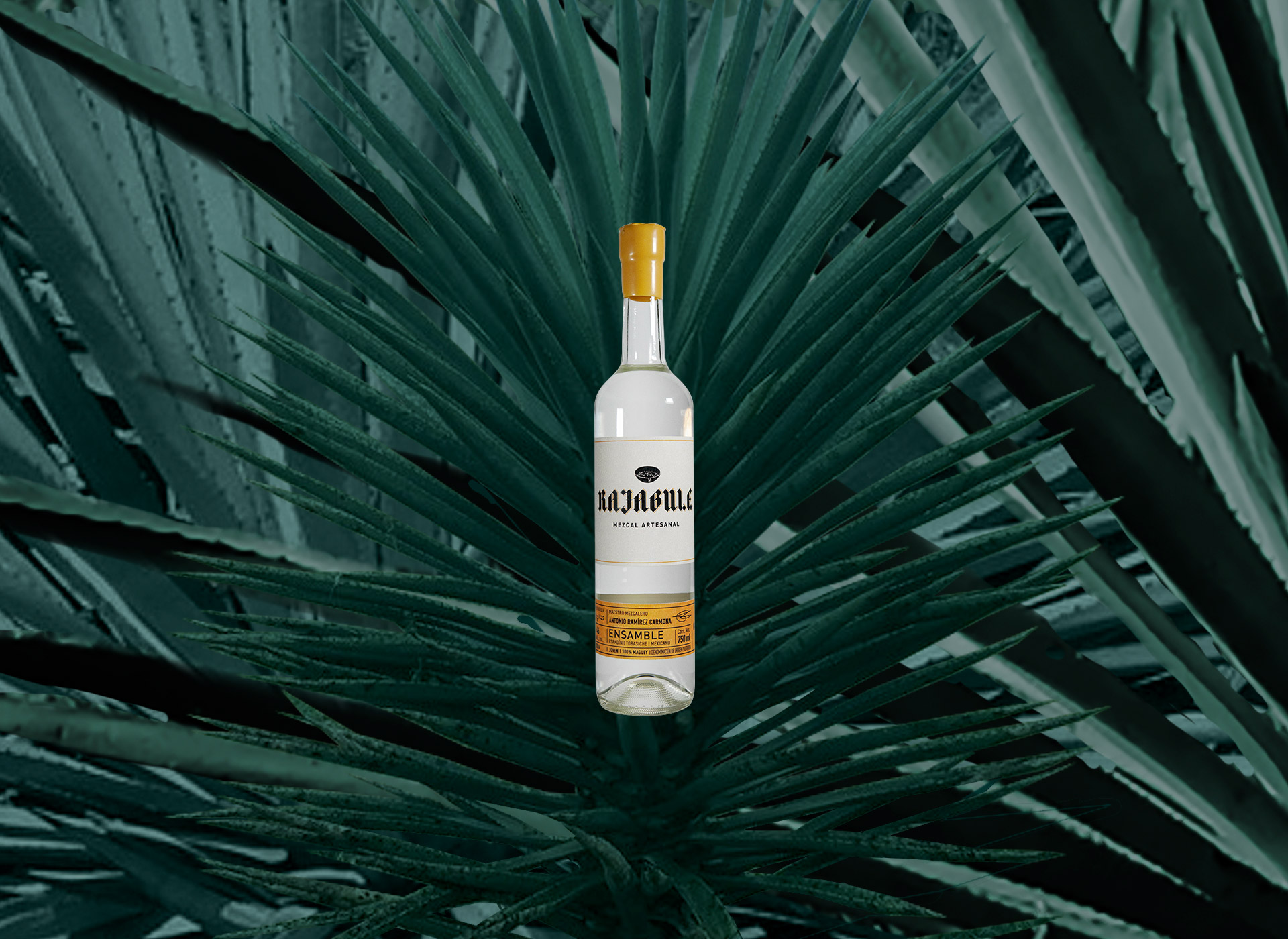Mezcal-Rajabule_Mezcal-Ensamble-Espadin-Tobasiche-Mexicano_Agave-angustifolia-Karwinskii-rhodacantha_Maestro-Mezcalero-Antonio-Ramírez-Carmona_2016 Horizonte Sustentable - Espadín | Tobasiche | Mexicano 2016 Mezcal Rajabule Mezcal Ensamble Espadin Tobasiche Mexicano Agave angustifolia Karwinskii rhodacantha Maestro Mezcalero Antonio Ramirez Carmona 2016