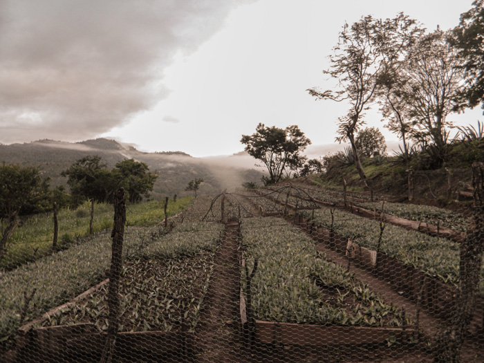 Horizonte Sustentable - Tobalá 2022 Mezcal Rajabule palenque de la manana Juan reyes 2