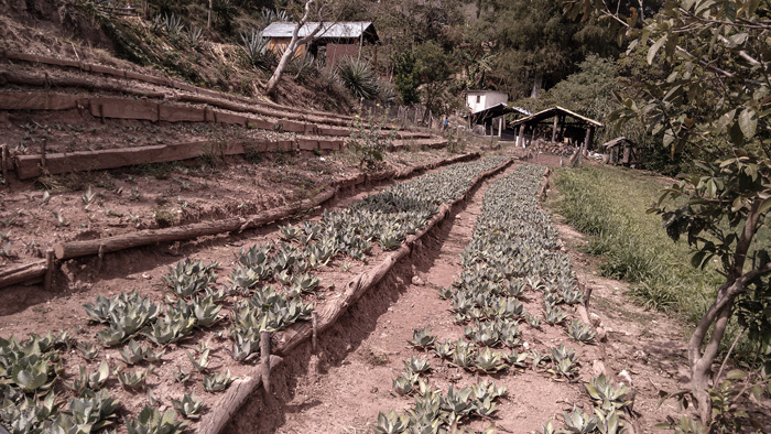 Horizonte Sustentable - Tobalá 2022 Mezcal Rajabule palenque de la manana Juan reyes 3