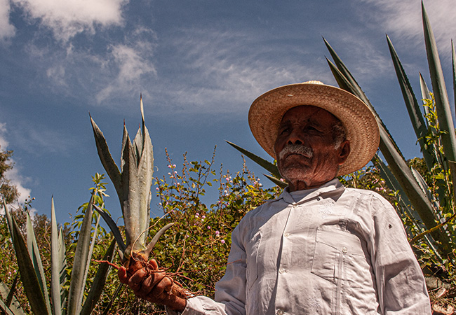 Mezcal-artesanal-arroqueno-maestro-mezcalero-fulgencio-reyes-01 Horizonte Sustentable - Jabalí 2019 Mezcal artesanal arroqueno maestro mezcalero fulgencio reyes 01