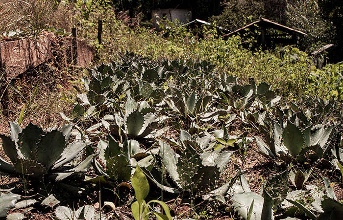Horizonte Sustentable - Tobalá 2022 Mezcal artesanal palenque de la manana 03