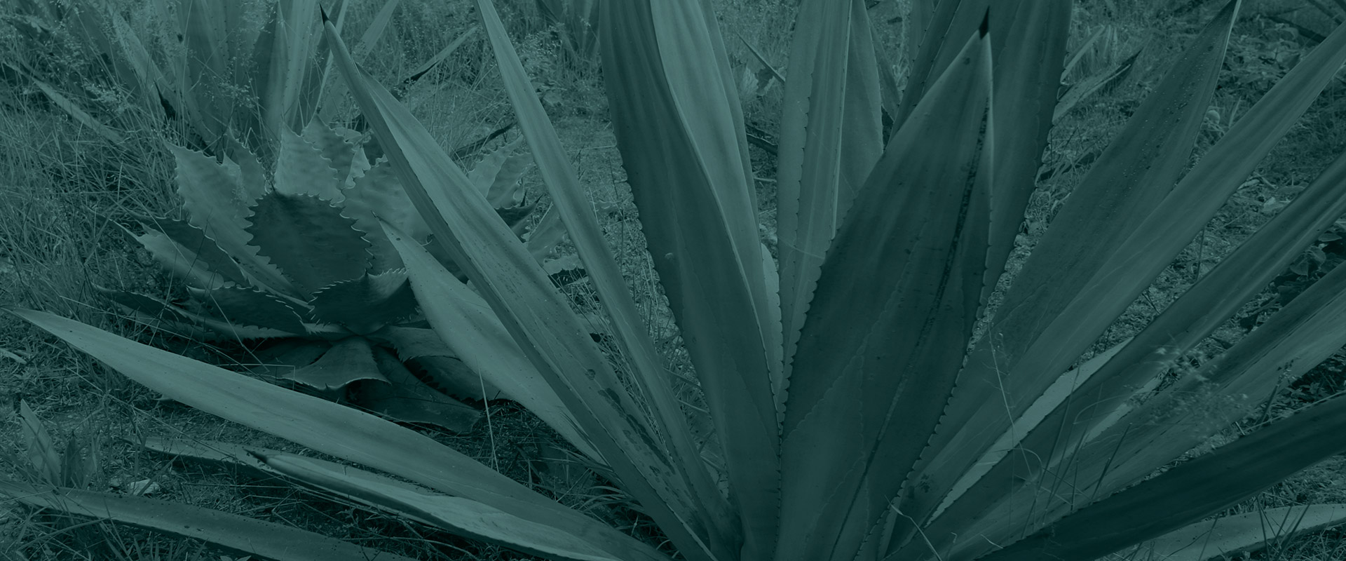 Horizonte Sustentable - Rajabule slider variedad arroqueno