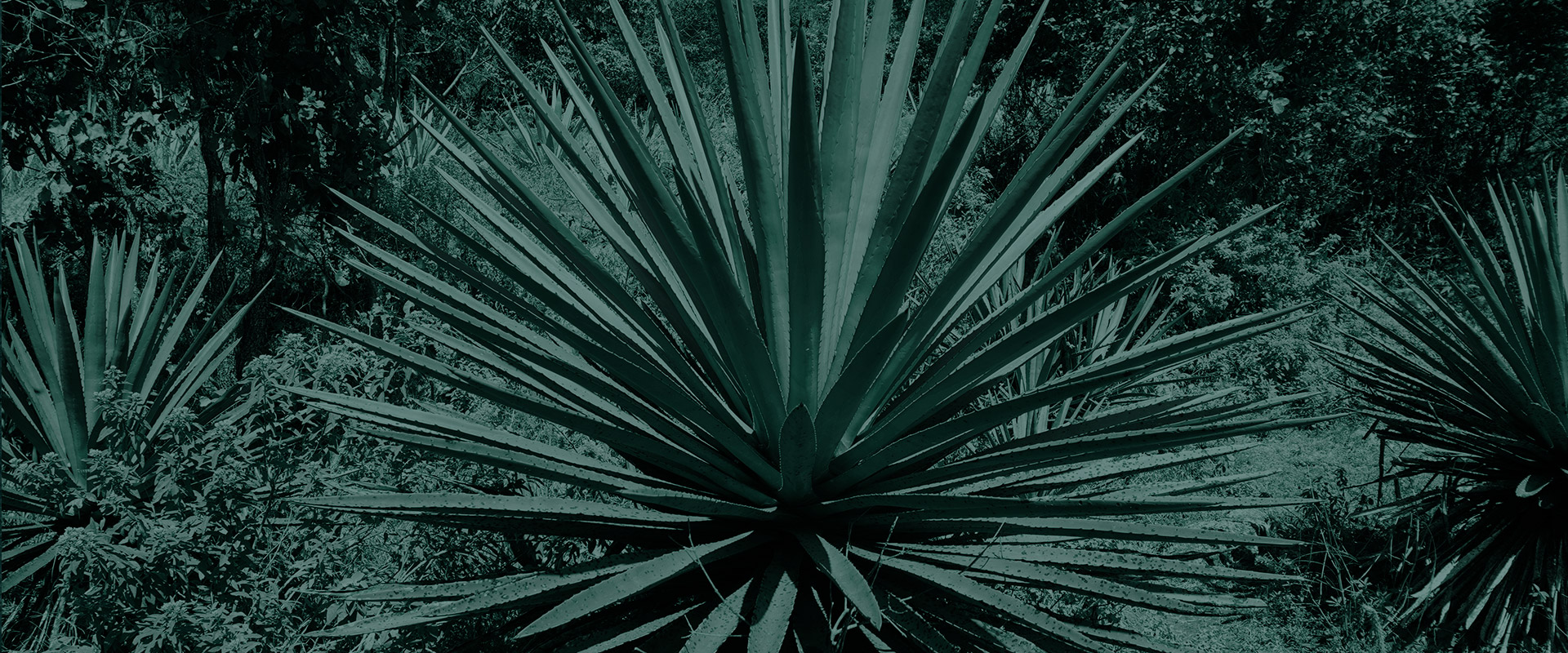 Horizonte Sustentable - Rajabule slider variedad barril