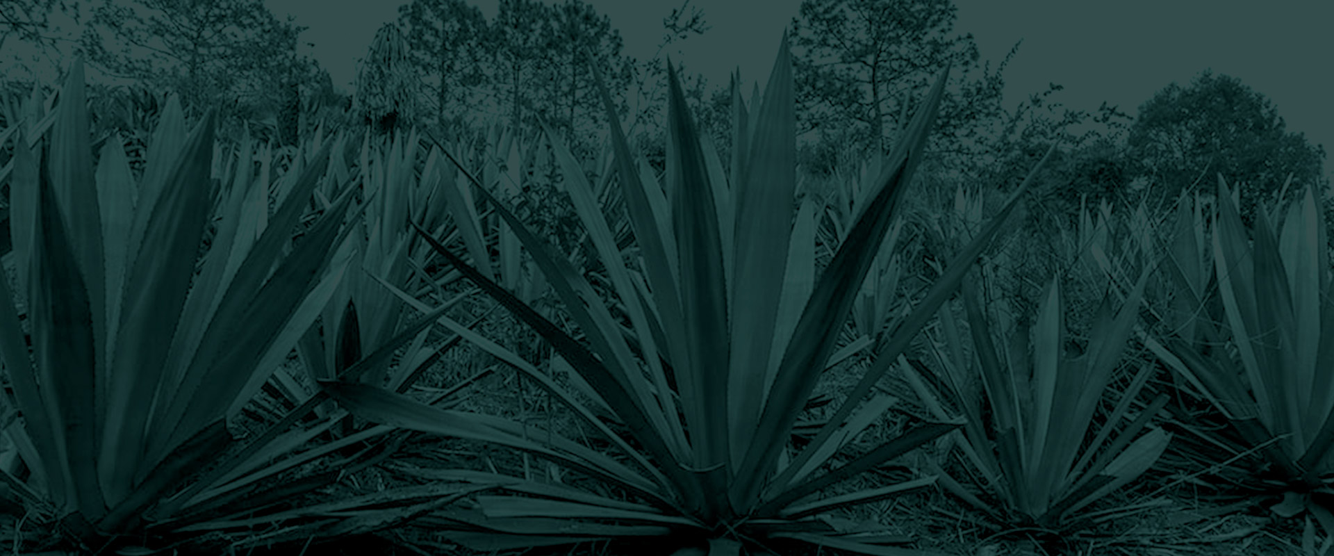 Horizonte Sustentable - Rajabule slider variedad coyote