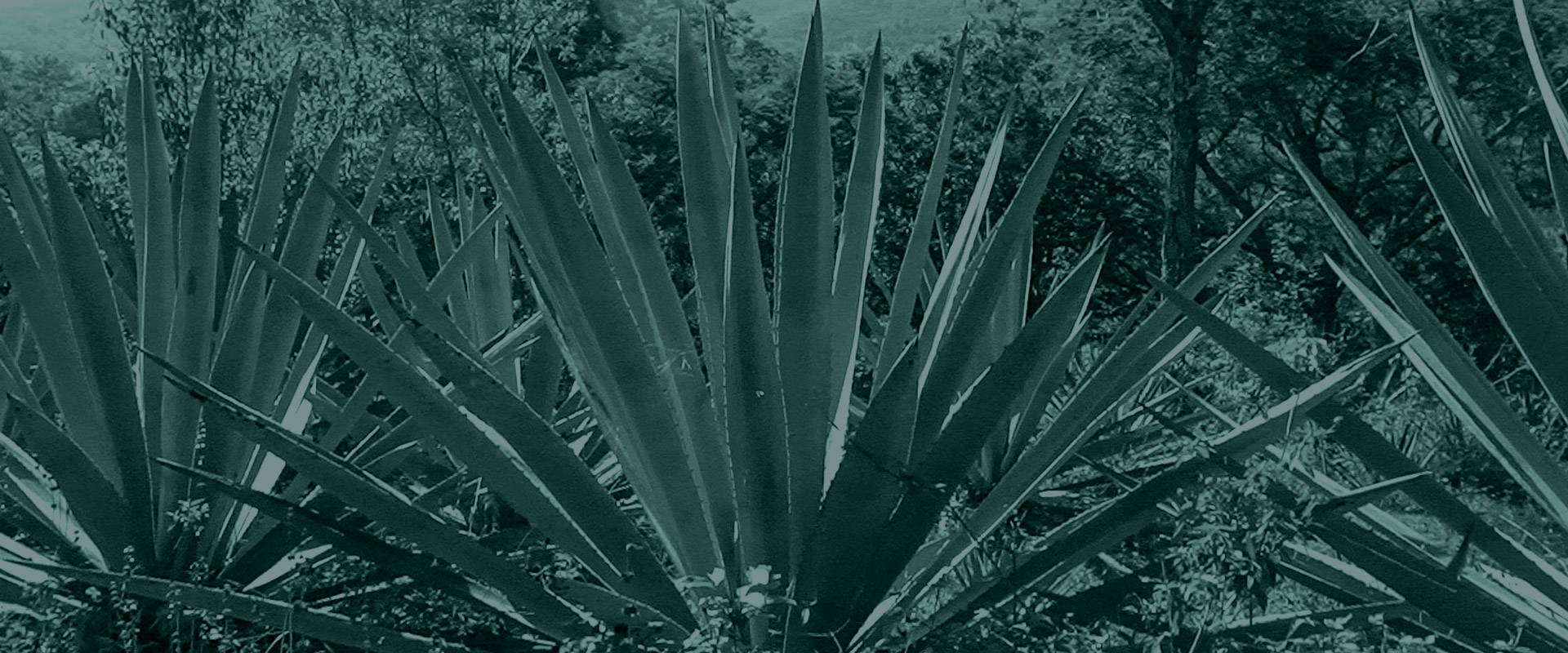 Horizonte Sustentable - Rajabule slider variedad espadin