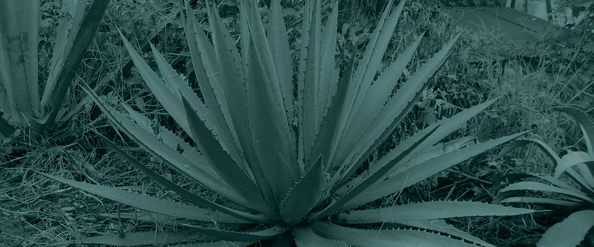 Horizonte Sustentable - Rajabule slider variedad jabali