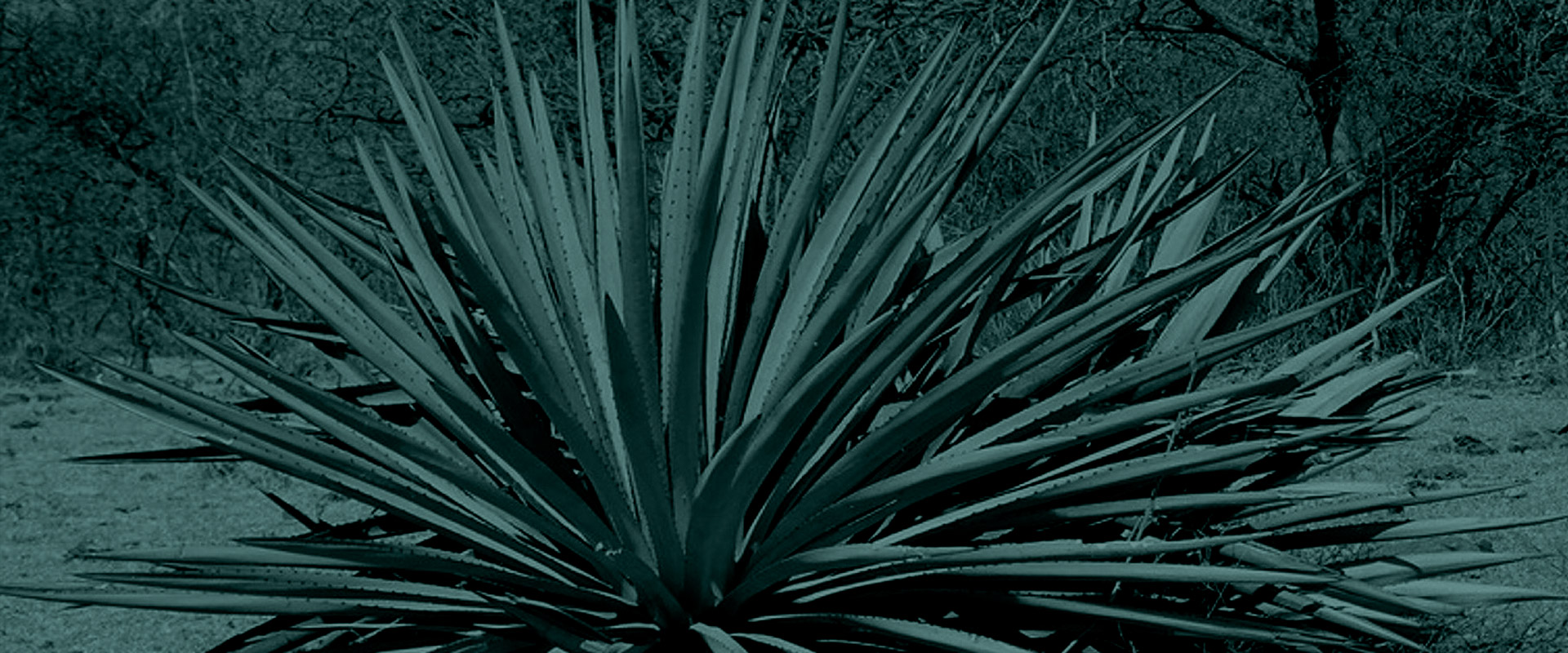 Horizonte Sustentable - Rajabule slider variedad