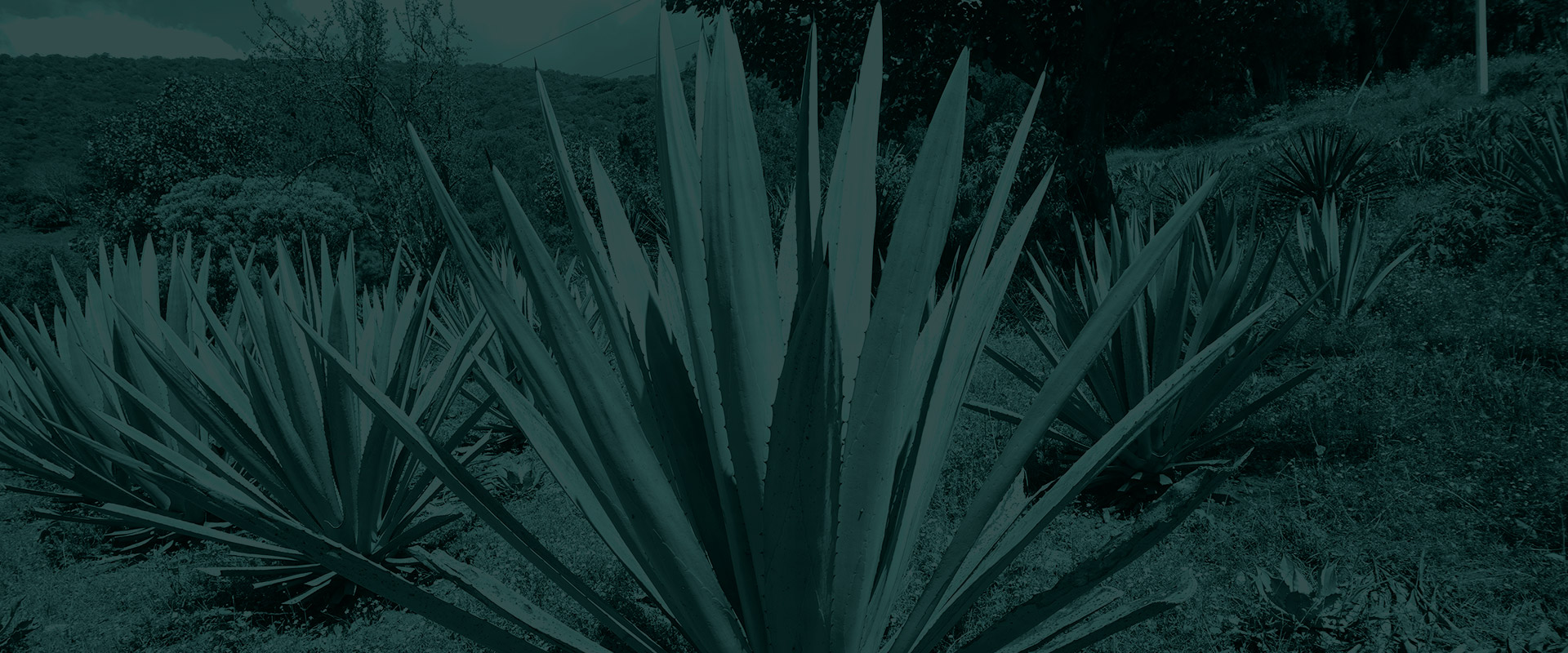 Horizonte Sustentable - Rajabule slider variedad sierrudo