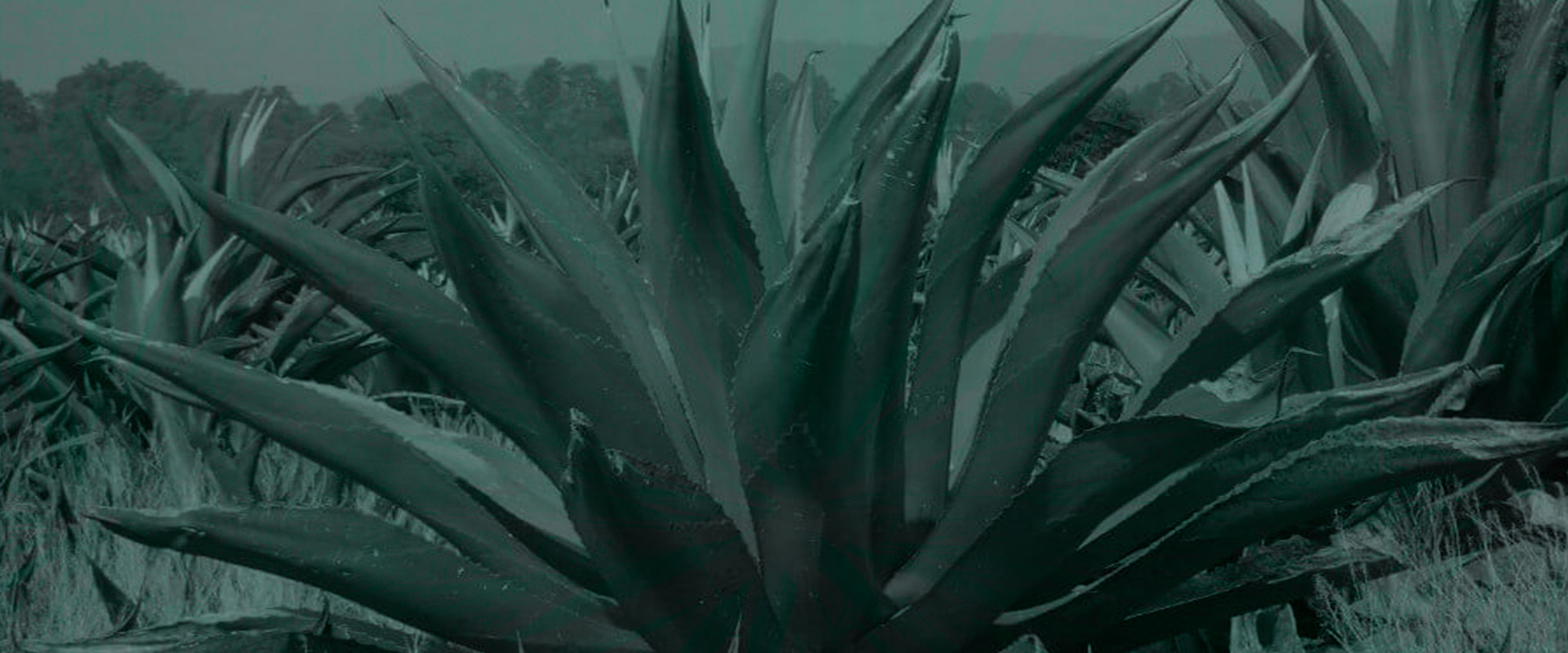 Horizonte Sustentable - Rajabule slider variedad tepeztate