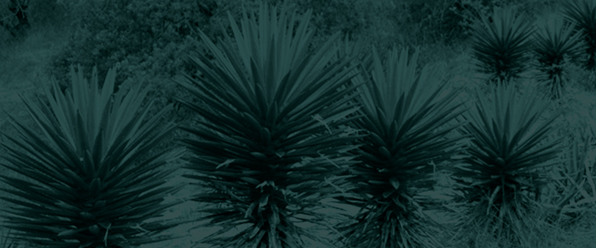 Horizonte Sustentable - Rajabule slider variedad tobasiche