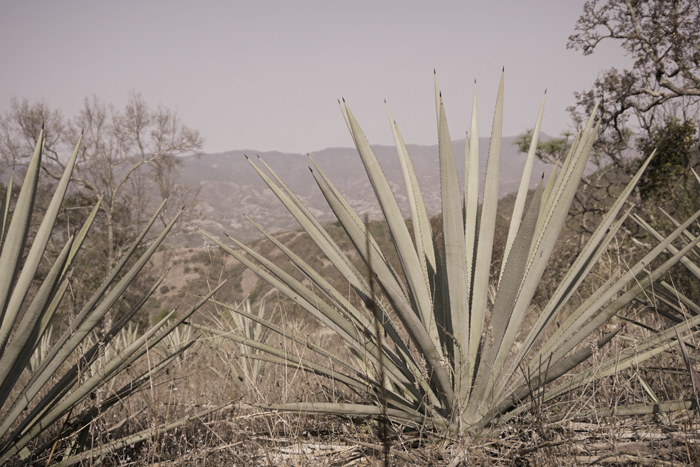 Rajabule-scouting-abril-2019 Horizonte Sustentable - Espadín | Mexicano 2016 Mezcal artesanal maestro mezcalero jeronimo mendez agave espadin 01