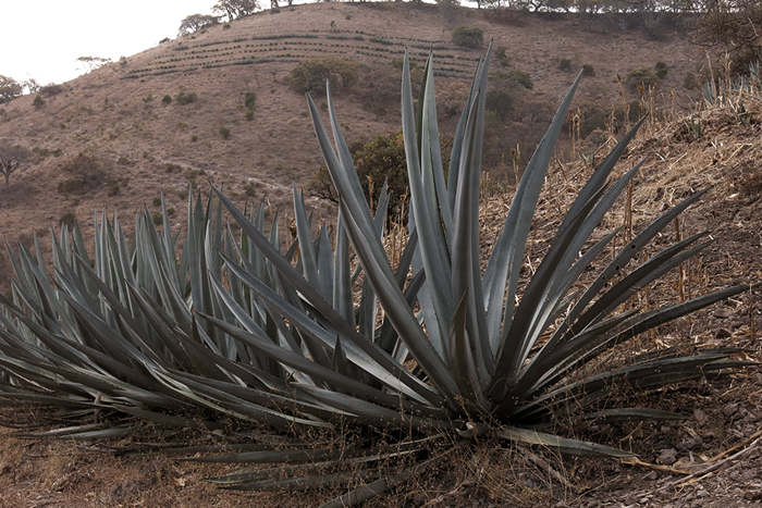 Rajabule-scouting-abril-2019 Horizonte Sustentable - Espadín | Mexicano 2016 Mezcal artesanal maestro mezcalero jeronimo mendez agave mexicano 01