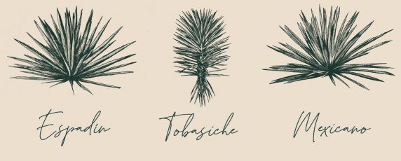 magey-Espadin-Tobasiche-Mexicano-Ensamble magey-Espadin-Tobasiche-Mexicano-Ensamble